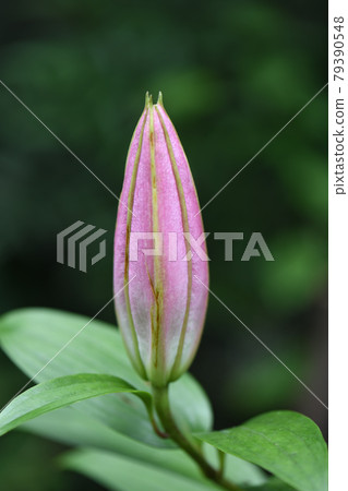 Oriental lily near flowering 79390548