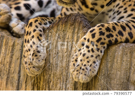 Tiger leg 79390577
