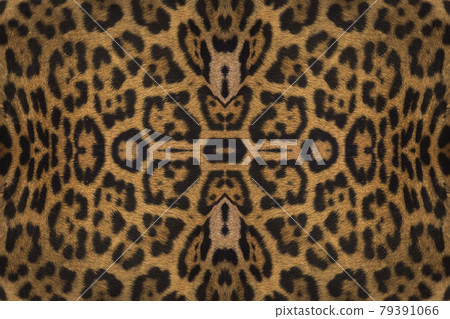 Closeup real tiger fur 79391066
