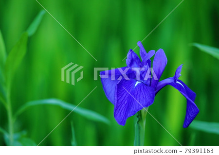 綠色的鳶尾花 79391163