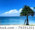 沖繩海和棕櫚 79391201