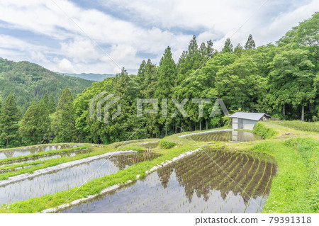 貝原梯田 79391318