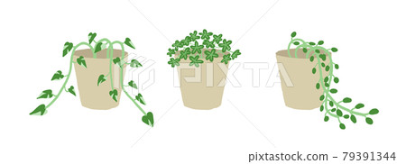 葉子植物 葉子植物 79391344