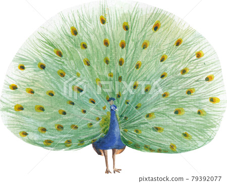 Bird and flowers of Chinese concept watercolor Bird and flowers of Chinese concept watercolor 79392077