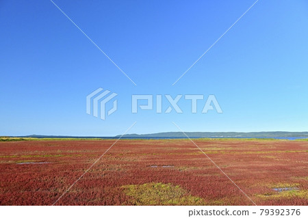 能取湖烏原內地區秋葉珊瑚群落 79392376