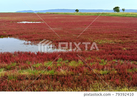 能取湖烏原內地區秋葉珊瑚群落 79392410