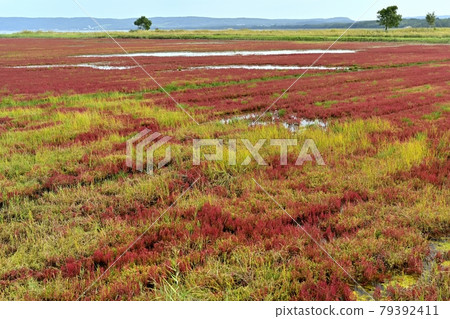 Coral community of autumn leaves in the Ubaranai area of Lake Notoro 79392411