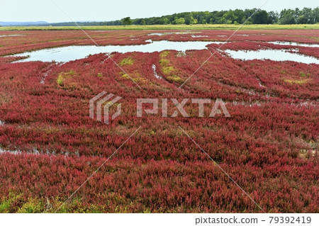 Coral community of autumn leaves in the Ubaranai area of Lake Notoro Coral community of autumn leaves in the Ubaranai area of Lake Notoro 79392419
