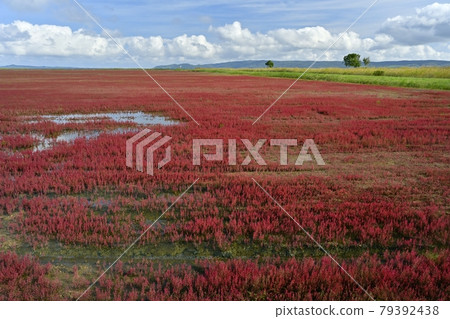 Coral community of autumn leaves in the Ubaranai area of Lake Notoro 79392438