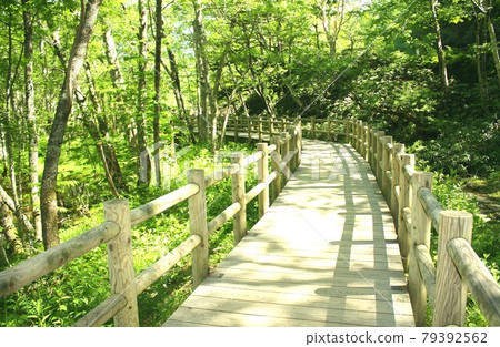 Shinshu Kamikochi, a promenade that goes through the mountain forest around Taisho Pond where sunlight shines through Shinshu Kamikochi, a promenade that goes through the mountain forest around Taisho Pond where sunlight shines through 79392562