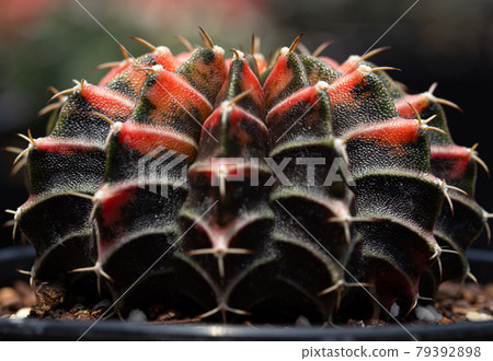 butterfly colorful close up skin Gymnocalycium Cactus. butterfly colorful close up skin Gymnocalycium Cactus. 79392898