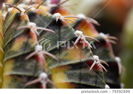 butterfly colorful close up skin Gymnocalycium Cactus. butterfly colorful close up skin Gymnocalycium Cactus. 79392899