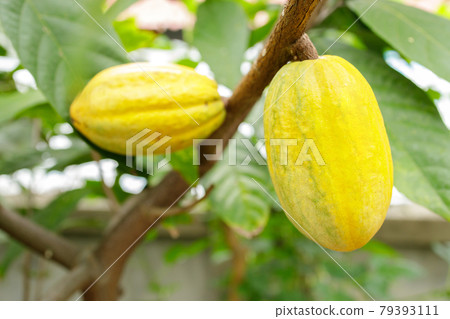 Cacao Tree (Theobroma cacao). Organic cocoa fruit pods in nature. Cacao Tree (Theobroma cacao). Organic cocoa fruit pods in nature. 79393111