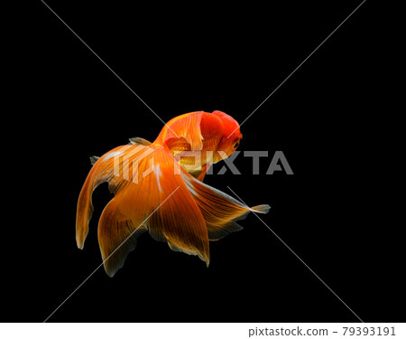 goldfish isolated on a dark black background. different colorful Carassius auratus in the aquarium goldfish isolated on a dark black background. different colorful Carassius auratus in the aquarium 79393191