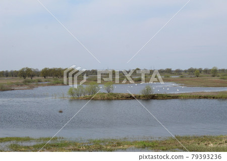 spilling the river in spring on the plain. The river came out of the banks. Natural phenomenon 79393236