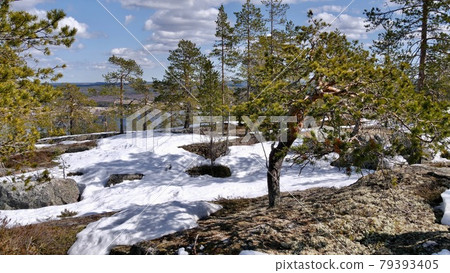 Spring landscape in the North of Sweden Spring landscape in the North of Sweden 79393405