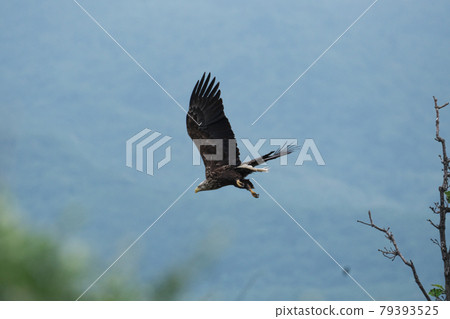 White-tailed eagle that took off White-tailed eagle that took off 79393525
