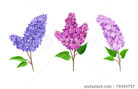 Lilac or Syringa Flowers with Showy Aromatic Blossom on Stem Vector Set Lilac or Syringa Flowers with Showy Aromatic Blossom on Stem Vector Set 79393797