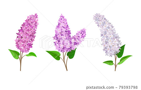 Lilac or Syringa Flowers with Showy Aromatic Blossom on Stem Vector Set 79393798