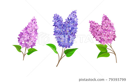 Lilac or Syringa Flowers with Showy Aromatic Blossom on Stem Vector Set Lilac or Syringa Flowers with Showy Aromatic Blossom on Stem Vector Set 79393799