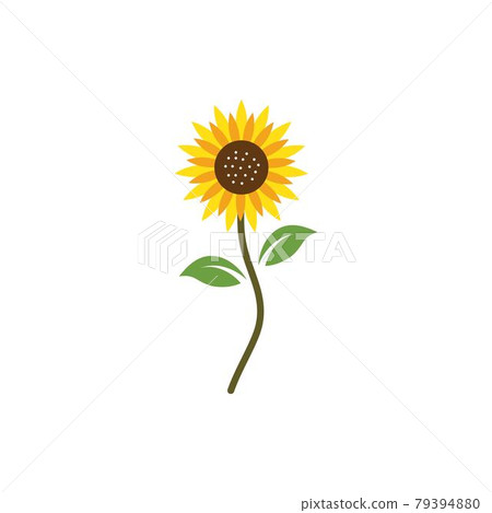 Sunflower logo icon vector 79394880