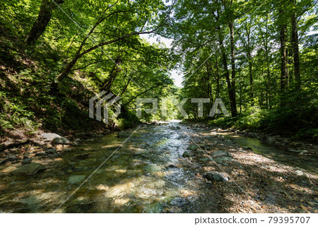 Transparent cool mountain stream of beech forest flow Transparent cool mountain stream of beech forest flow 79395707