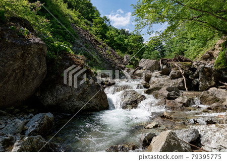 山毛櫸森林流程透明涼快的山小河 山毛櫸森林流程透明涼快的山小河 79395775