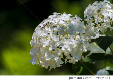 Funaoka Castle Ruins Park Hydrangea Valley Hydrangea, Shibata Town, Miyagi Prefecture 79395851