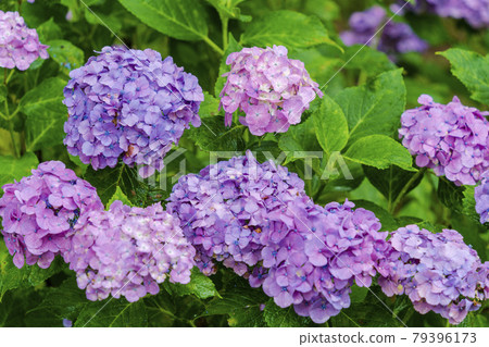 Rain Funaoka Castle Ruins Park Hydrangea in the Hydrangea Valley Shibata Town, Miyagi Prefecture 79396173