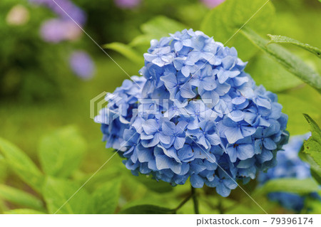 Rain Funaoka Castle Ruins Park Hydrangea in the Hydrangea Valley Shibata Town, Miyagi Prefecture Rain Funaoka Castle Ruins Park Hydrangea in the Hydrangea Valley Shibata Town, Miyagi Prefecture 79396174