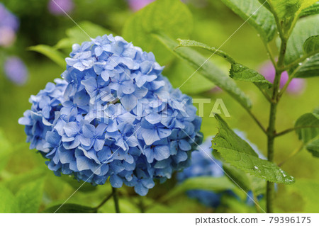Rain Funaoka Castle Ruins Park Hydrangea in the Hydrangea Valley Shibata Town, Miyagi Prefecture 79396175