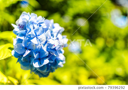 Funaoka Castle Ruins Park Hydrangea Valley Hydrangea, Shibata Town, Miyagi Prefecture Funaoka Castle Ruins Park Hydrangea Valley Hydrangea, Shibata Town, Miyagi Prefecture 79396292