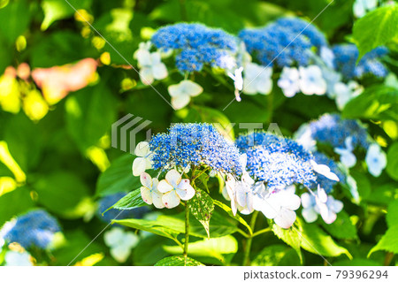 Funaoka Castle Ruins Park Hydrangea Valley Hydrangea, Shibata Town, Miyagi Prefecture 79396294