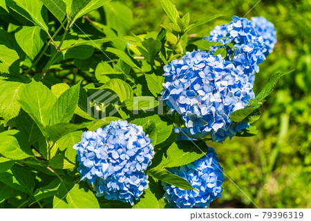 宮城縣柴田町船岡城跡公園繡球谷繡球花 宮城縣柴田町船岡城跡公園繡球谷繡球花 79396319