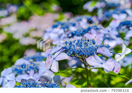Funaoka Castle Ruins Park Hydrangea Valley Hydrangea, Shibata Town, Miyagi Prefecture Funaoka Castle Ruins Park Hydrangea Valley Hydrangea, Shibata Town, Miyagi Prefecture 79396328