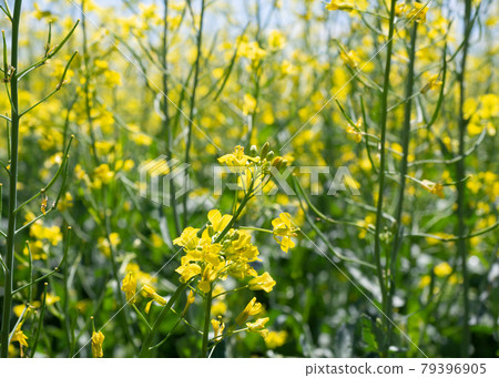 Rapeseed or canola in blooming, brassica napus, close up, selected focus. Rapeseed or canola in blooming, brassica napus, close up, selected focus. 79396905