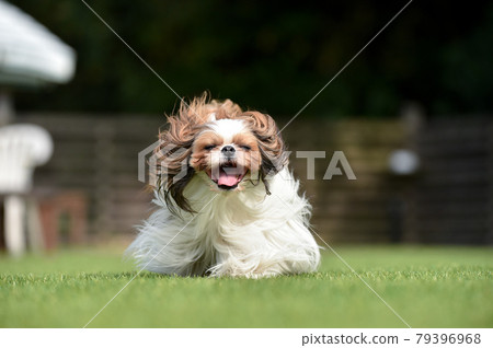 Shih Tzu having fun playing with a dog run 79396968