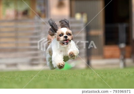 Shih Tzu having fun playing with a dog run Shih Tzu having fun playing with a dog run 79396971