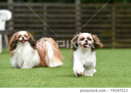 Shih Tzu having fun playing with a dog run 79397013