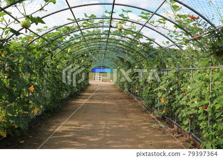 National Park. Gyeongju City. Cheomseongdae. Royal Tomb National Park. Gyeongju City. Cheomseongdae. Royal Tomb 79397364