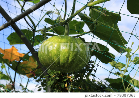 國立公園、慶州市、瞻星台、王陵 79397365
