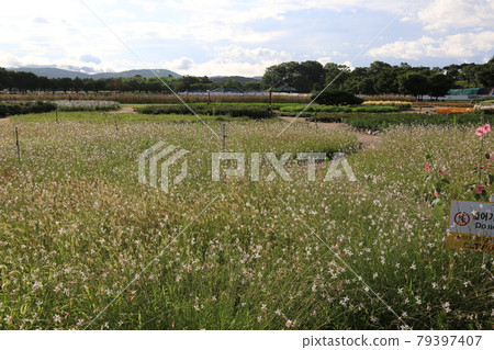 國立公園、慶州市、瞻星台、王陵 國立公園、慶州市、瞻星台、王陵 79397407
