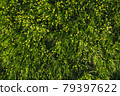 Gagea minima flowers and grass outdoors 79397622
