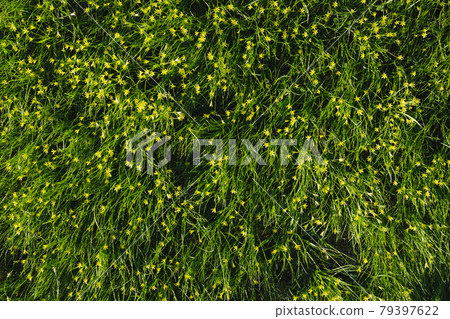 Gagea minima flowers and grass outdoors Gagea minima flowers and grass outdoors 79397622