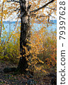 Birch tree and foliage in autumn colors 79397628