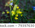 Gagea minima flowers and grass outdoors 79397630