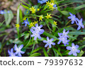 Spring flowers and grass outdoors 79397632