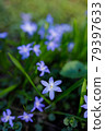 Spring flowers and grass outdoors 79397633