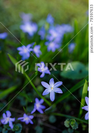 Spring flowers and grass outdoors 79397633