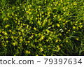 Gagea minima flowers and grass outdoors 79397634